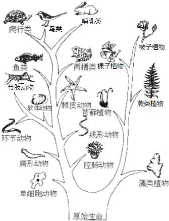 物种演化手机版在哪下物种起源破解版无限钻石百度云-第1张图片-太平洋在线下载