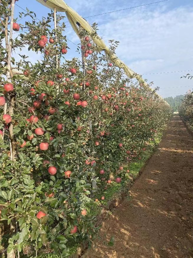 苹果版基地洛川苹果基地-第2张图片-太平洋在线下载