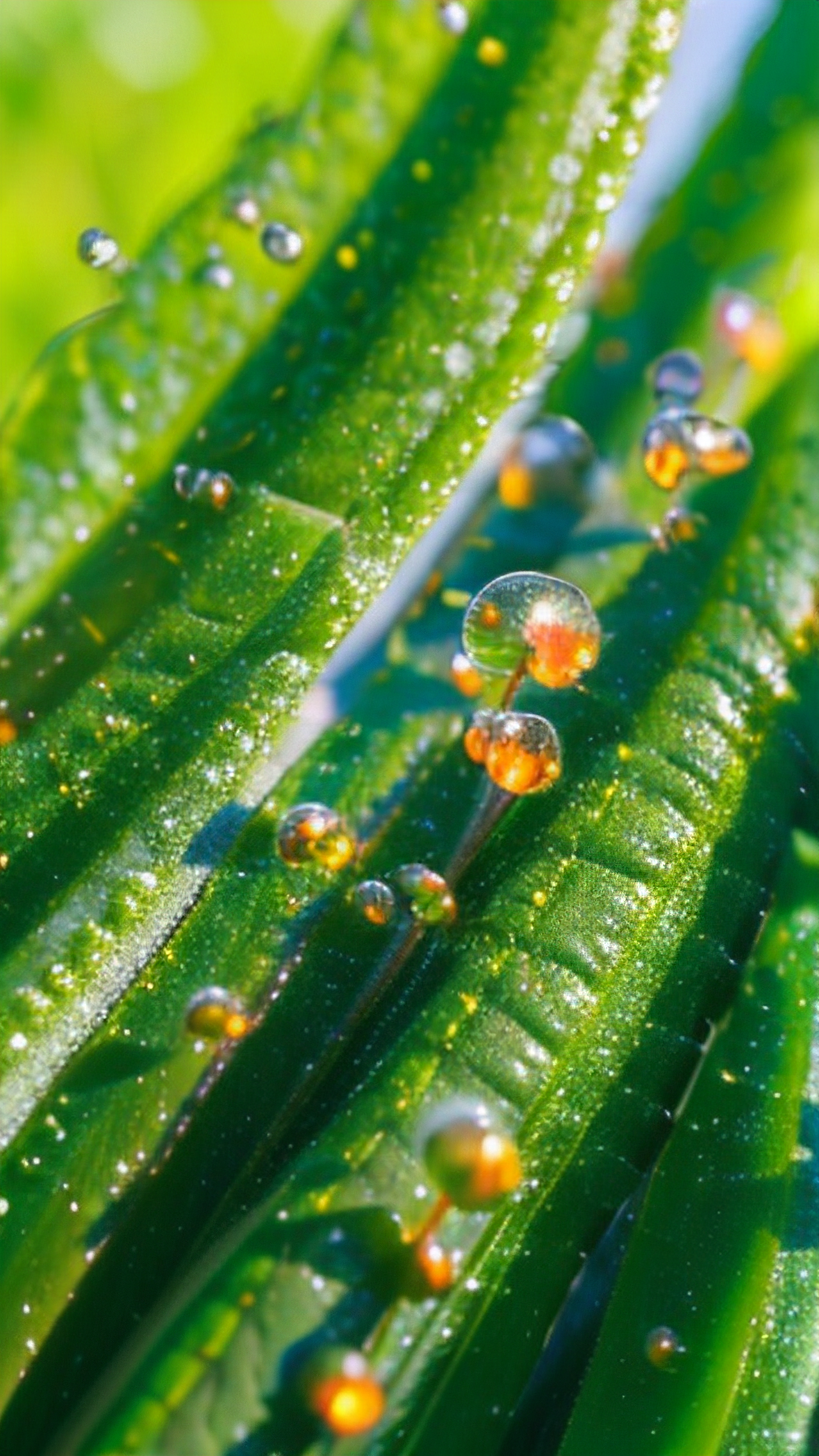 青草视频手机版在线播放小草青青电视剧免费西瓜视频-第2张图片-太平洋在线下载