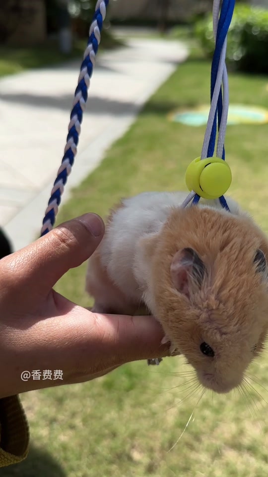 仓鼠球手机版安卓(仓鼠球手机版安卓下载)