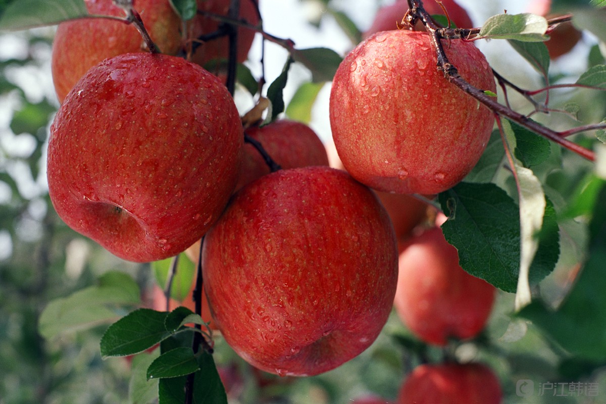 韩文版的苹果(苹果的韩语怎么说)-第5张图片-QuickQ官网